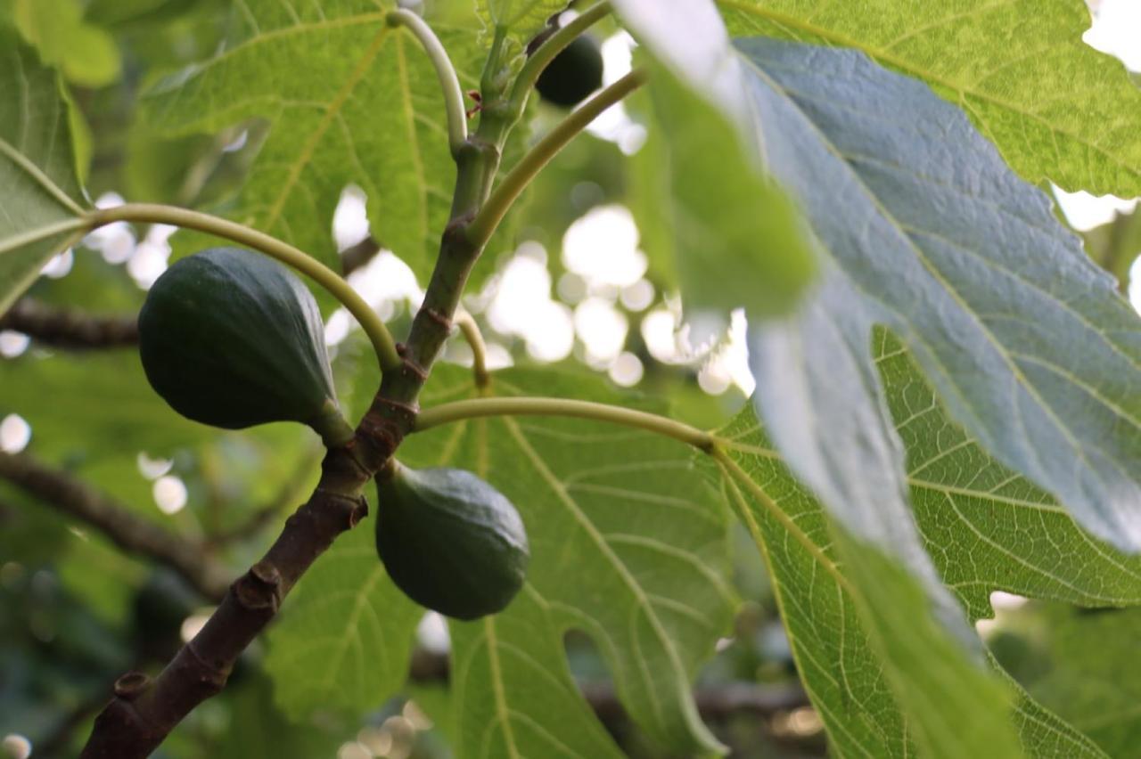 Quinta Do Carvalheiro Βίλα Sobral de Monte Agraço Εξωτερικό φωτογραφία